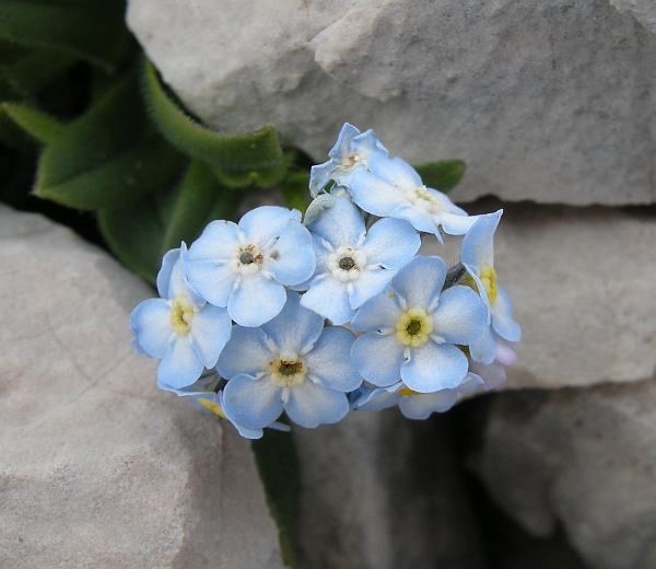 Myosotis sp.